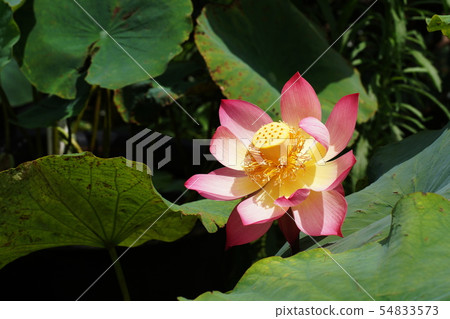 Lotus Lotus 54833573