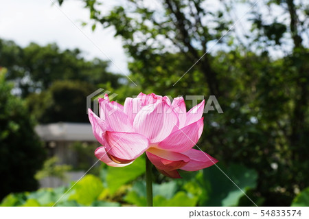 Lotus Lotus 54833574