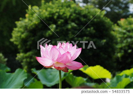 Lotus Lotus 54833575