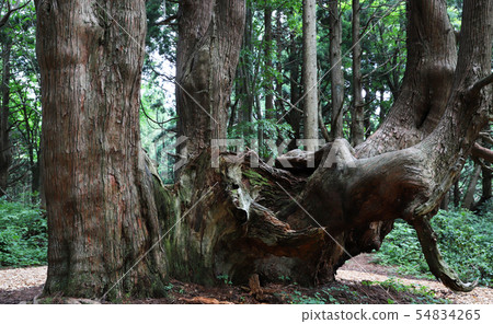 [Tourist attraction in Yamagata Prefecture] Fantasy forest Urasugi 54834265