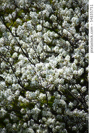 花的兩側 54835751