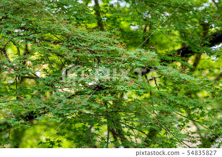 Maple flower Kyoto Bishamon temple gate ruins 54835827