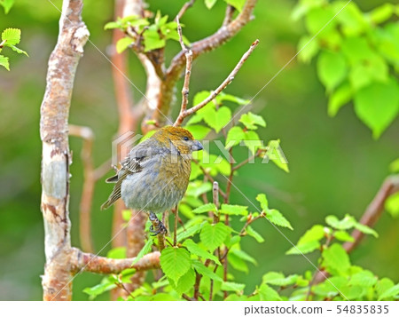 Ginzan Mashikomesu在您最喜歡的分店放鬆 Ginzan Mashikomesu在您最喜歡的分店放鬆 54835835