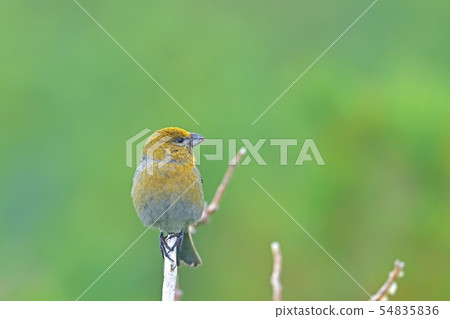 Ginzan Mashiko Messe可愛豐滿的身材 Ginzan Mashiko Messe可愛豐滿的身材 54835836