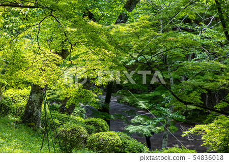 秋葉在京都 54836018
