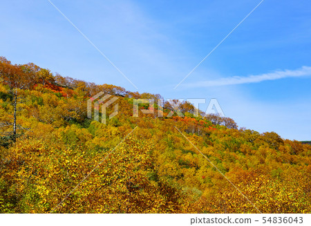 Hokkaido Ginsendai Autumn leaves Hokkaido Ginsendai Autumn leaves 54836043