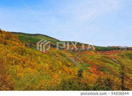 Hokkaido Ginsendai Autumn leaves 54836044