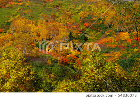 Hokkaido Ginsendai Autumn leaves Hokkaido Ginsendai Autumn leaves 54836078