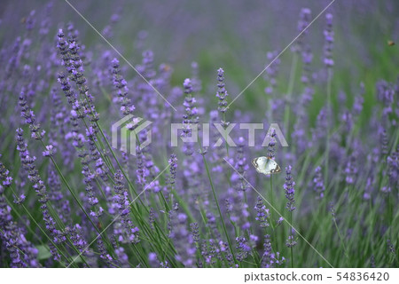 Lavender and butterfly 54836420