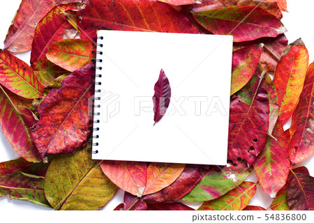 White notebook album on yellow red autumn White notebook album on yellow red autumn 54836800