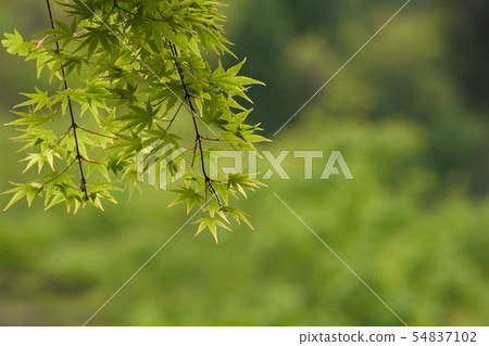 藍楓 54837102
