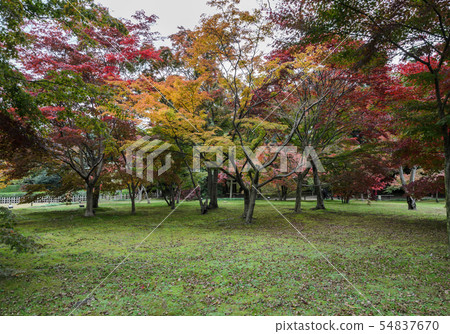 Autumn maple color of Korakuen garden in Okayama, Autumn maple color of Korakuen garden in Okayama, 54837670