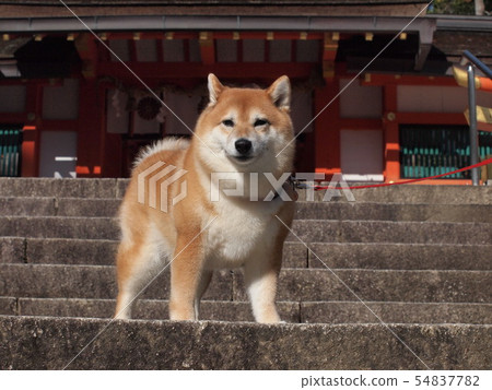 Fall of Ohgara Shrine 54837782