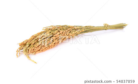 ear of rice on white background ear of rice on white background 54837859