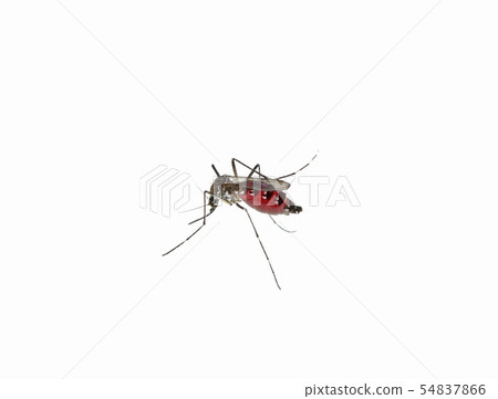 Mosquito isolated on white background 54837866