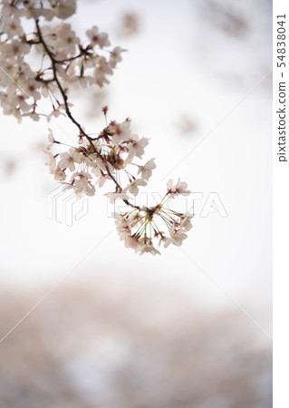 櫻花 54838041