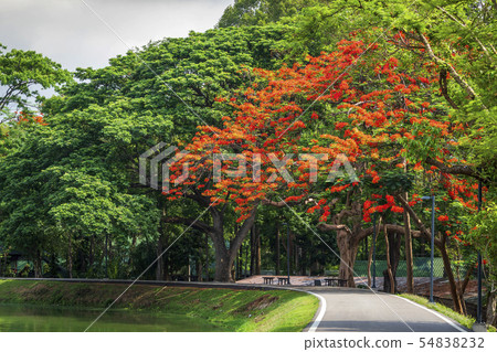 road landscape view and tropical red flowers Royal road landscape view and tropical red flowers Royal 54838232