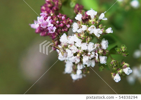 Oregano Oregano Min。Mantis Mantis Oregano Oregano Min。Mantis Mantis 54838294