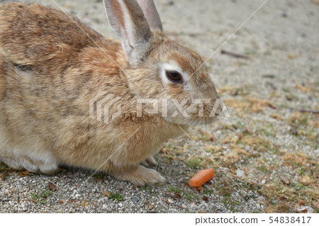 Rabbits eating Rabbits eating 54838417