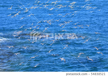 Female cat Female cat 54838521