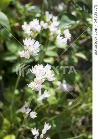Allium roseum Allium roseum 54838579