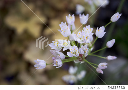 Allium roseum 54838580
