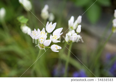 Allium roseum 54838583