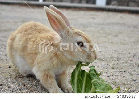 Rabbit eating cabbage 54838585