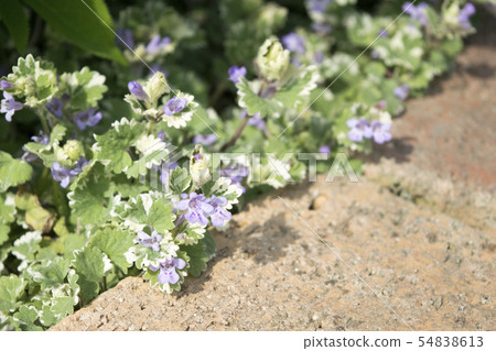 Grecoma花 54838613