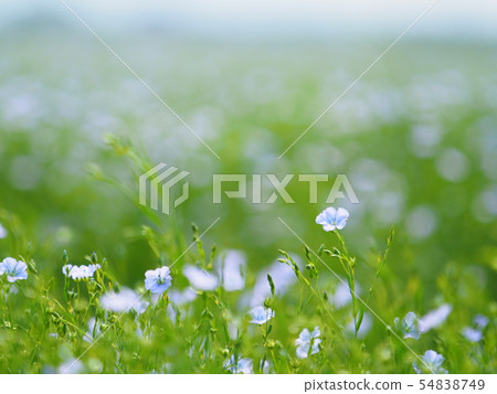 北海道風景亞麻花 北海道風景亞麻花 54838749