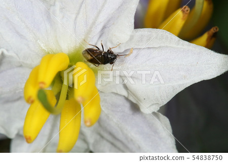 生物昆蟲昆蟲的bug，以前被稱為“ Hemomekame bug” 54838750