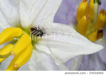 生物昆蟲掠食性薊馬在花上 54838860