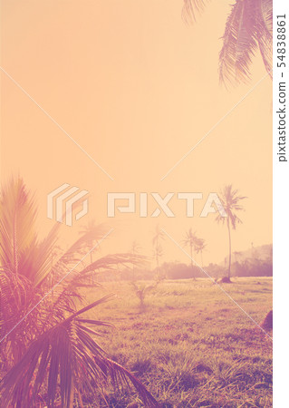 Tropical background palm trees morning sun light 54838861