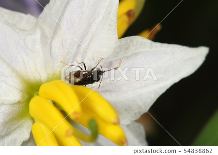 生物昆蟲捕食植物性食物的昆蟲。它成為所謂的農業害蟲的天敵 54838862