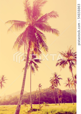 Tropical background palm trees morning sun light 54838863