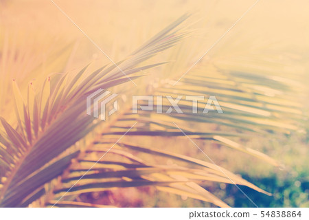Tropical background palm trees morning sun light 54838864