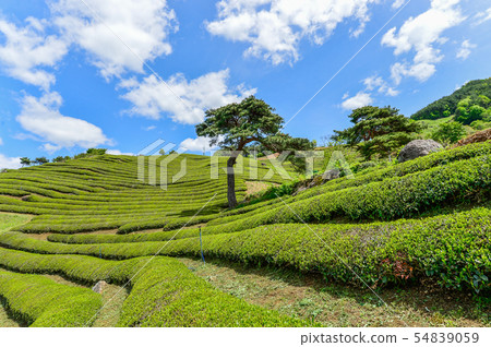 綠茶田17 54839059