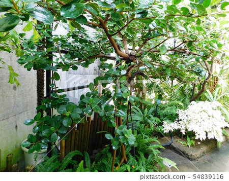 Gajumaru in the tropical botanical garden of Tokiwa Park 54839116