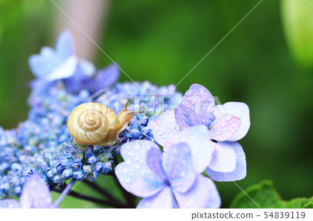 蝸牛1417 蝸牛1417 54839119