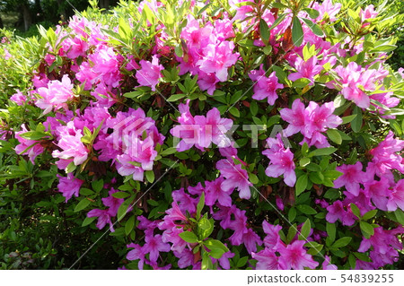 Azalei粉紅色 54839255