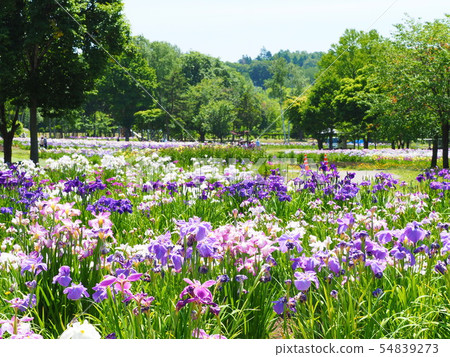 Landscape of Hokkaido Iwamizawa Ayame Park 54839273