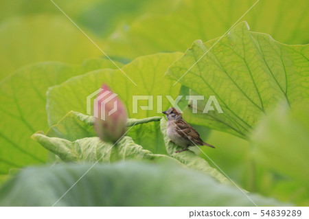 Sparrow resting on a lotus leaf 54839289