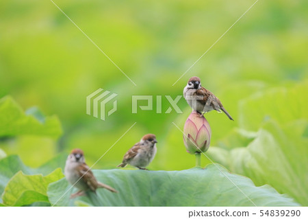 The sparrows gathered at the lotus pot The sparrows gathered at the lotus pot 54839290