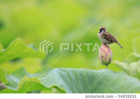 基於蓮花罐的麻雀 基於蓮花罐的麻雀 54839291