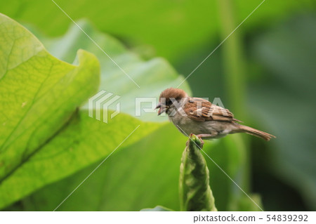 Sparrow shouting on lotus leaf 54839292