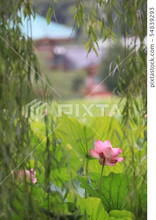 Lotus seen between drooping branches of willow Lotus seen between drooping branches of willow 54839293