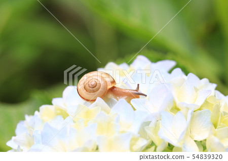 Snail 1170 Snail 1170 54839320