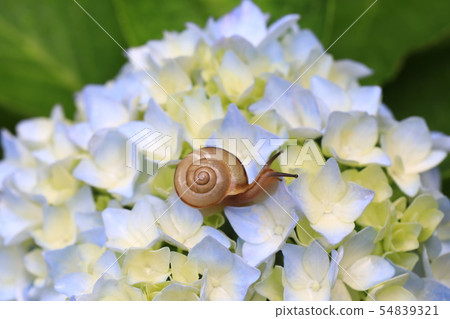 Snail 1173 Snail 1173 54839321