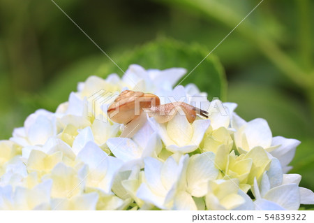 Snail 1176 Snail 1176 54839322