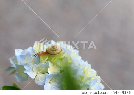 蝸牛1185 54839326